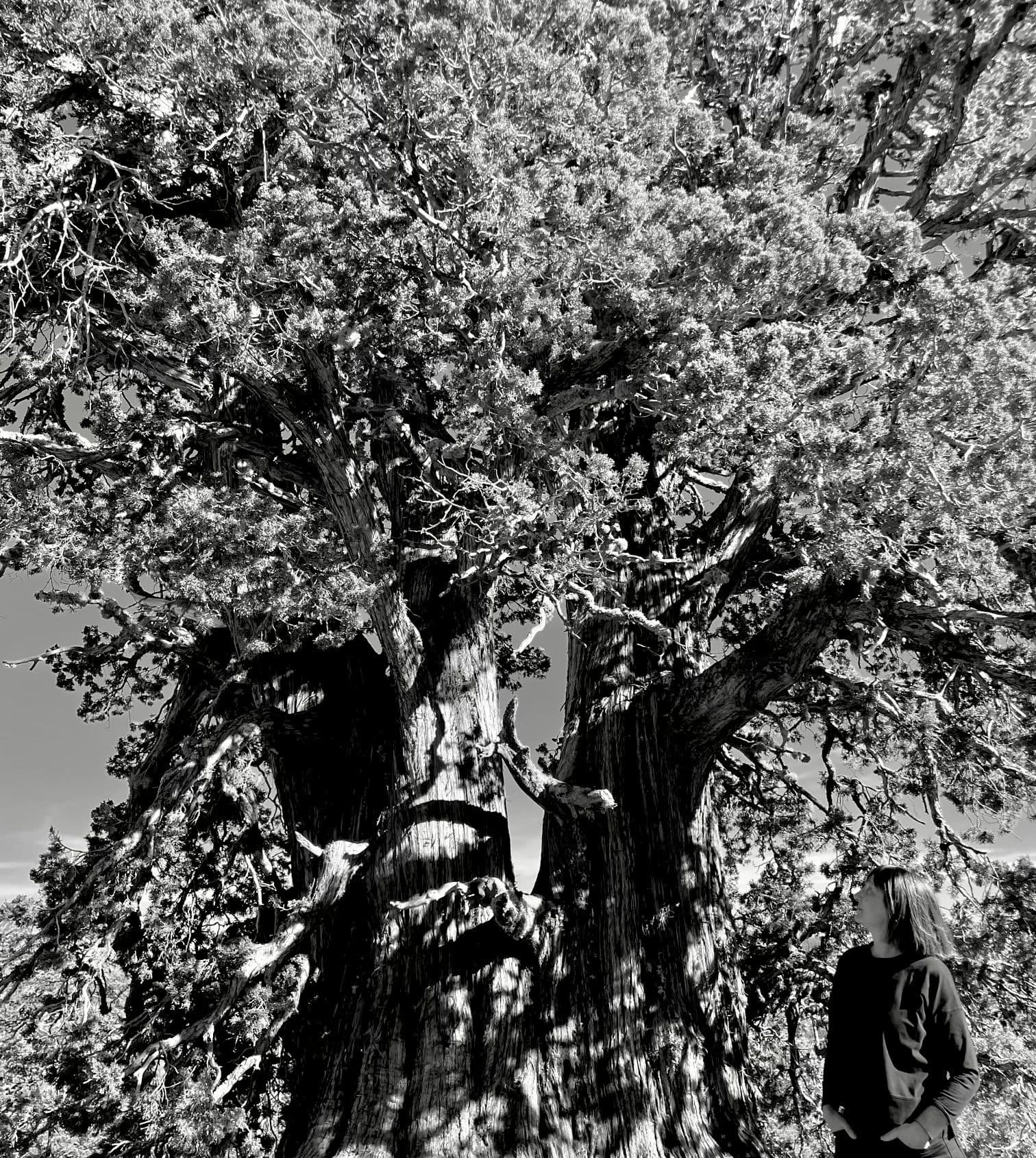 Sandra Jane Heard: Reinvention