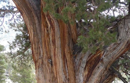 An Ancient tree in the Sierra Nevada.
